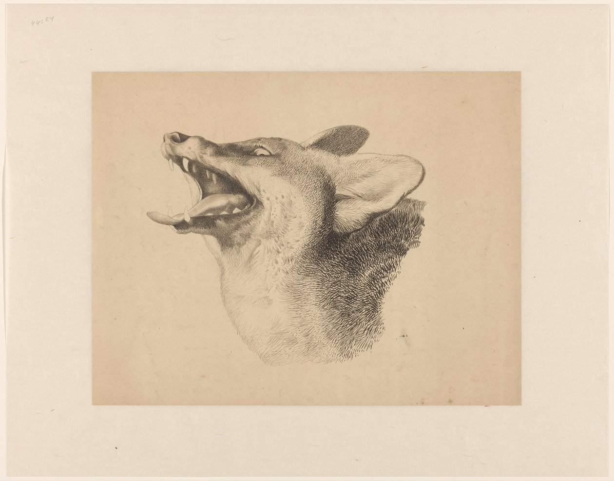 Head of a Fox by Joseph Mendes da Costa