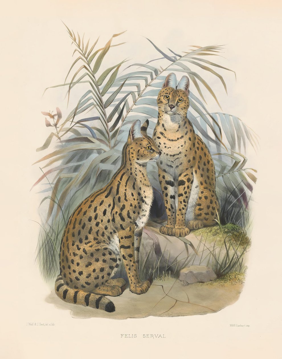 African Serval by Joseph Wolf