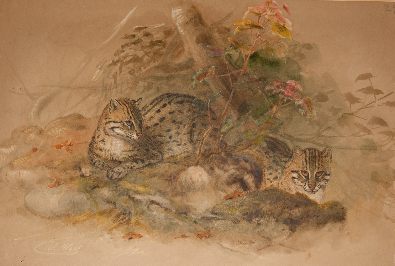 Clouded leopard (Fleis macrocelis) by Joseph Wolf