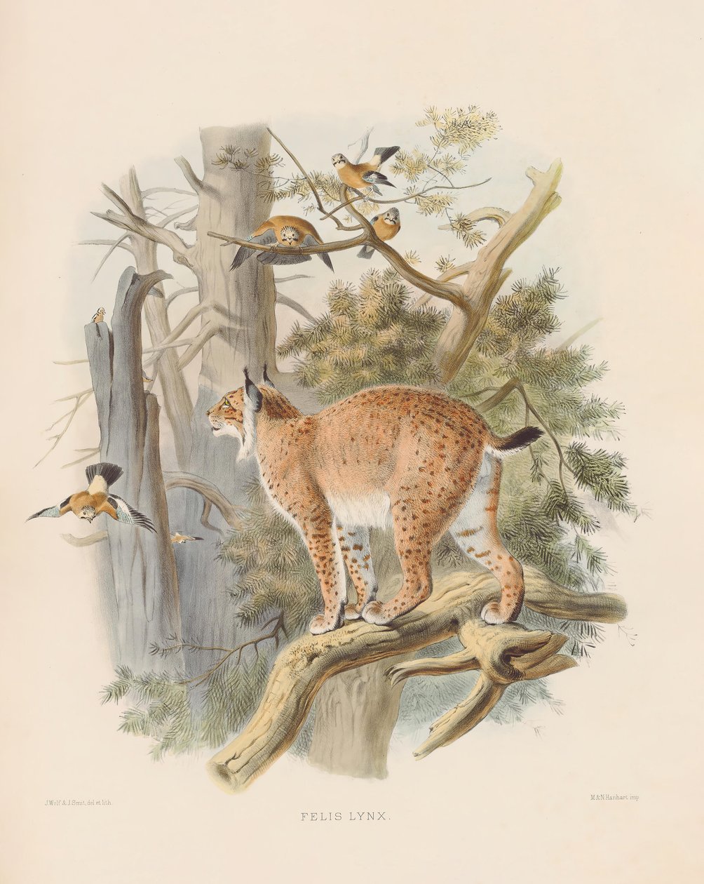 Eurasian Lynx by Joseph Wolf