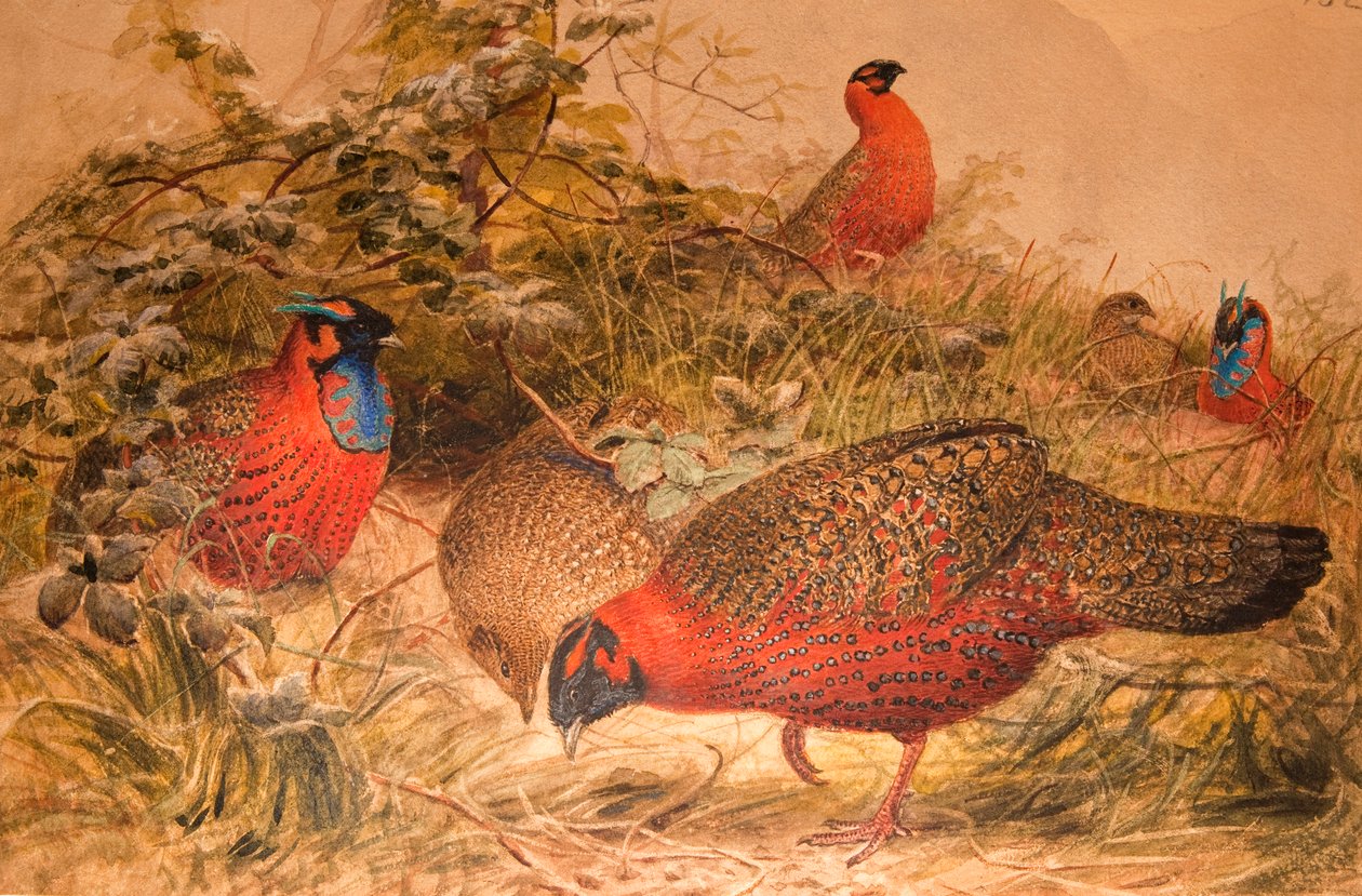 Horned Tragopan (Ceriornis satyra) by Joseph Wolf