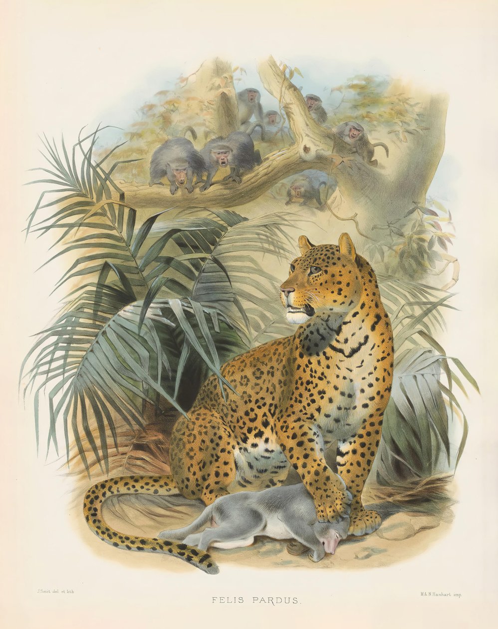 Leopard by Joseph Wolf