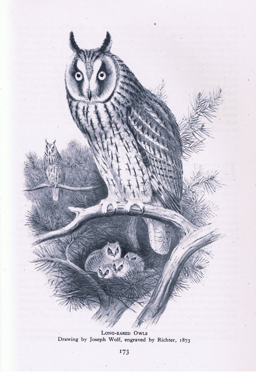 Long Eared Owl, Nature in Britain by Joseph Wolf