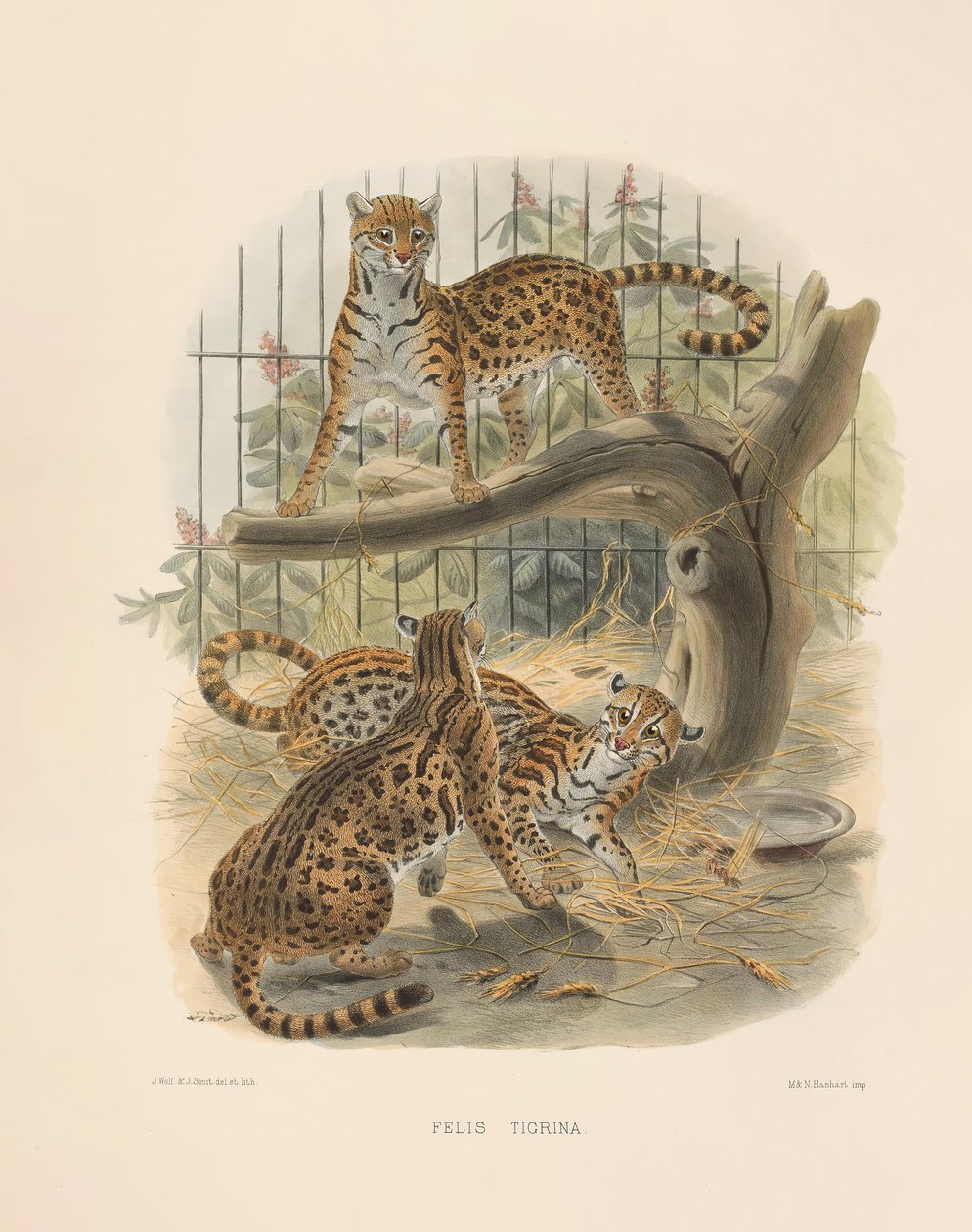 Ocelot by Joseph Wolf