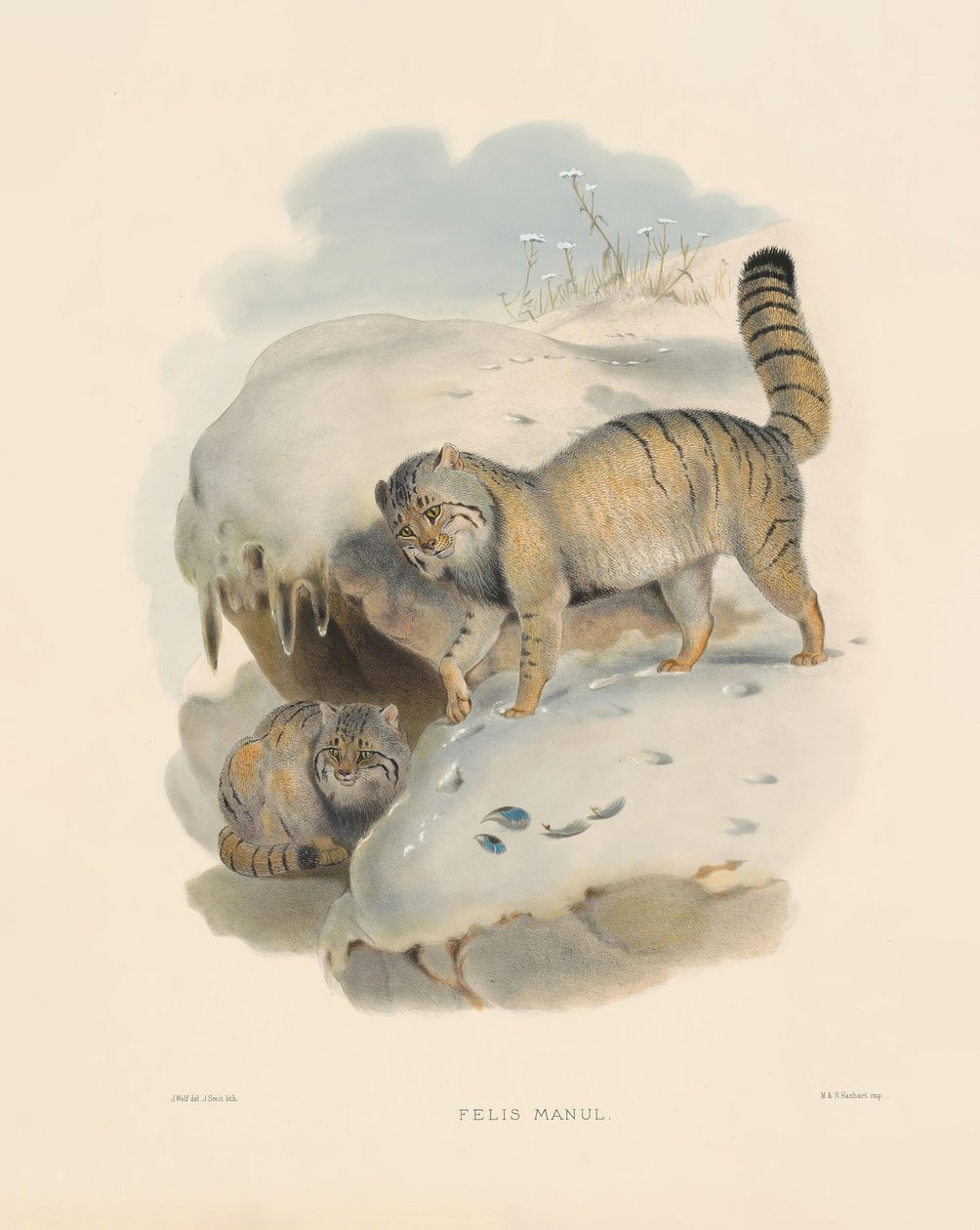 Pallas