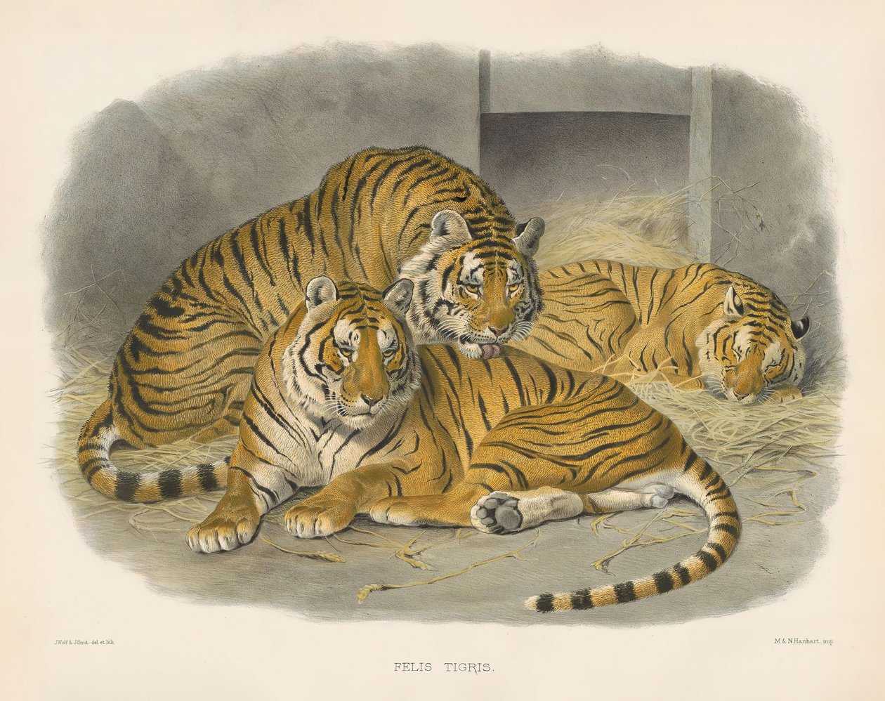 Royal Bengal Tiger by Joseph Wolf