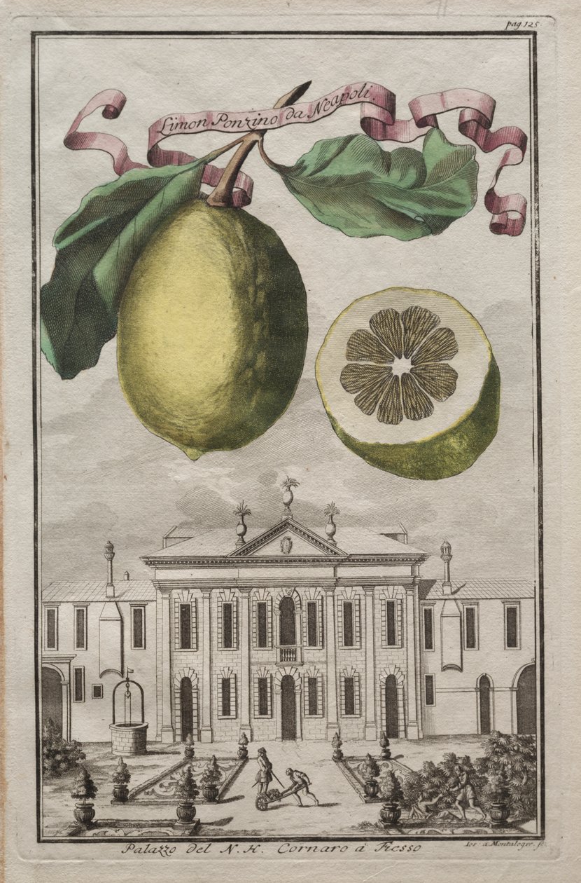 Nurnbergische Hesperides: No. 125 - Limon Ponzino da Neapoli. Palazzo del N. H. Cornaro à Fiesso by Joseph de Montalegre