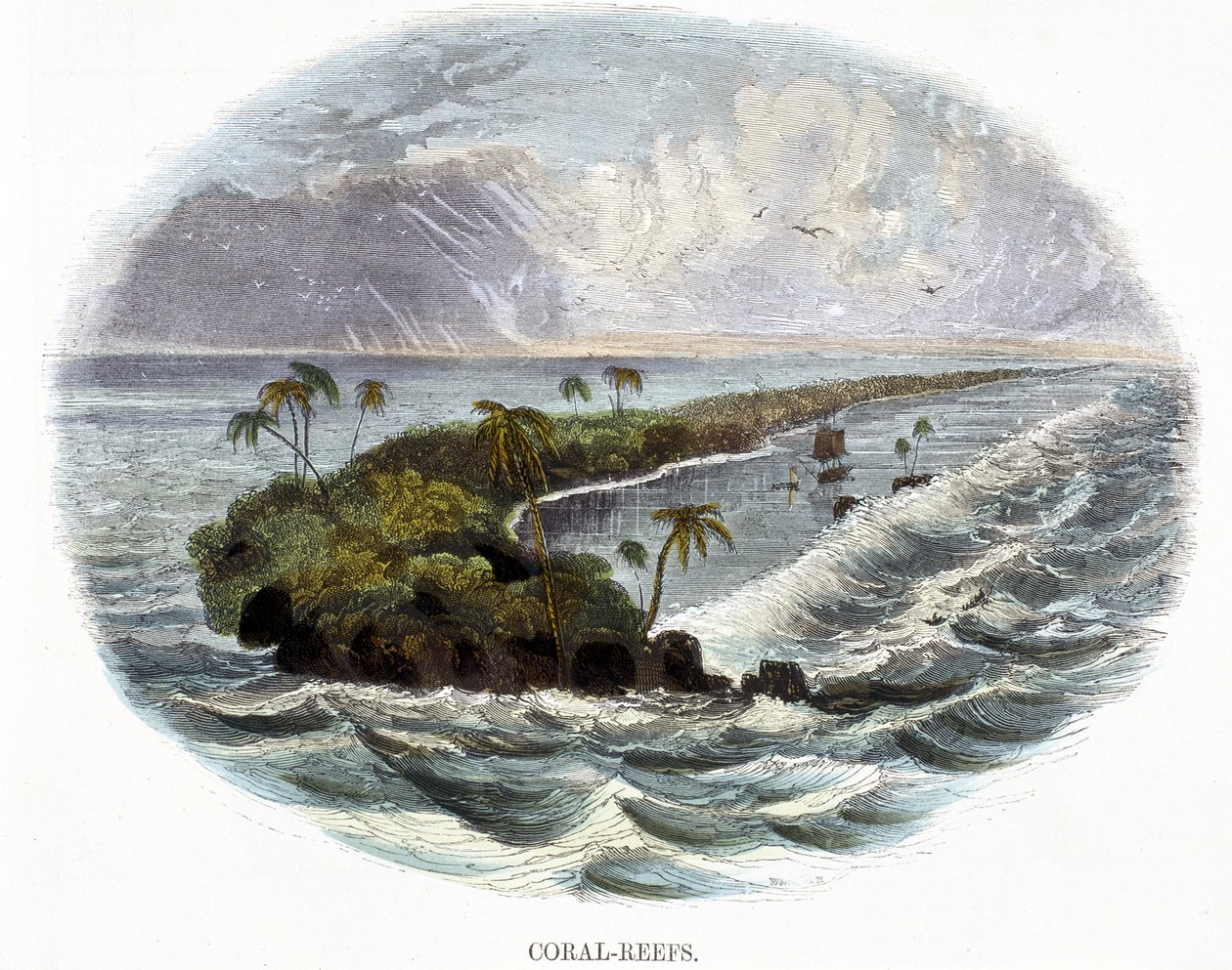 Coral-Reefs, from Phenomena of Nature by Josiah Wood Whymper