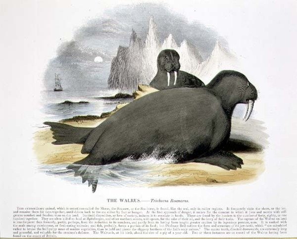 The Walrus (Trichecus rosmarus) educational illustration pub. by the Society for Promoting Christian Knowledge by Josiah Wood Whymper
