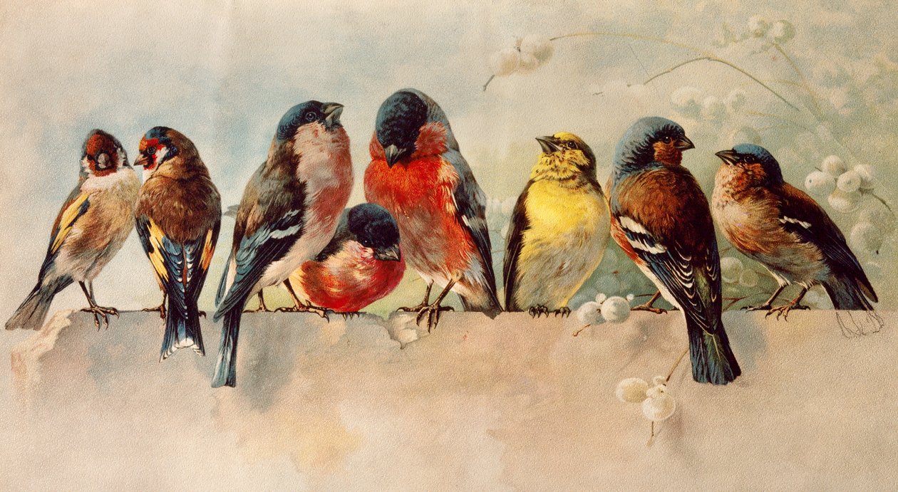 Birds by Josse Photo