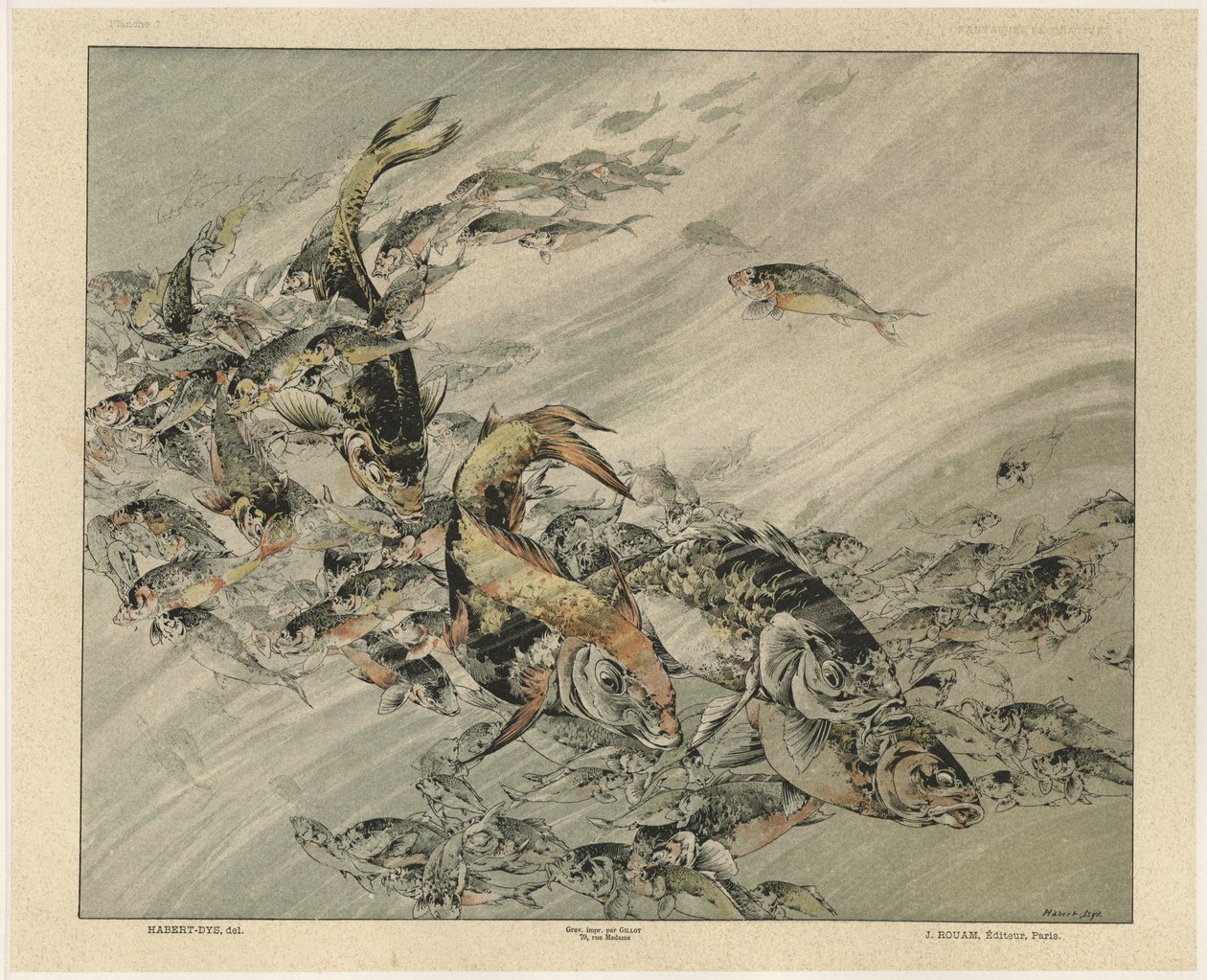 Fishes, Plate 7 from 