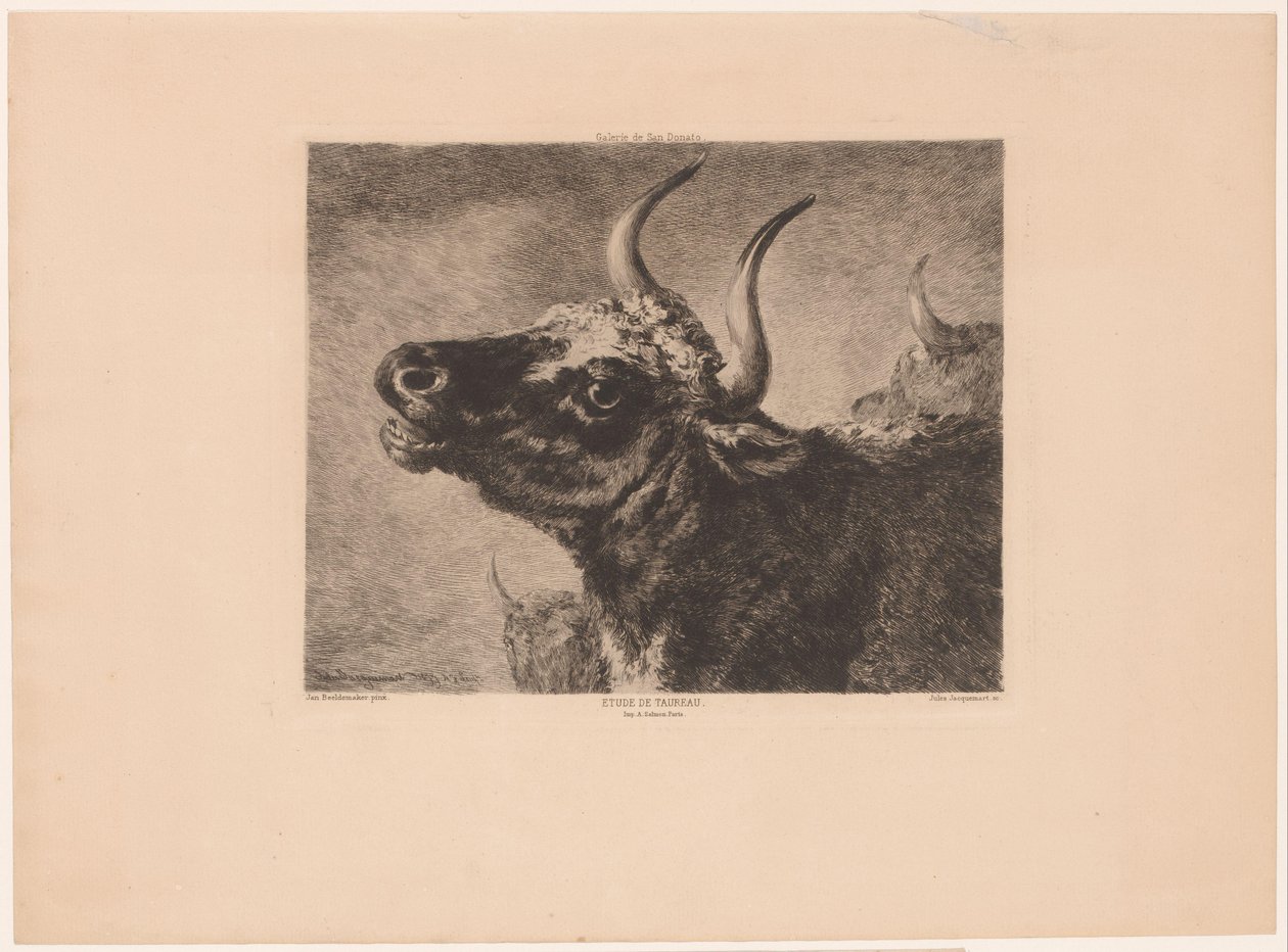 Head of a Bull by Jules Ferdinand Jacquemart