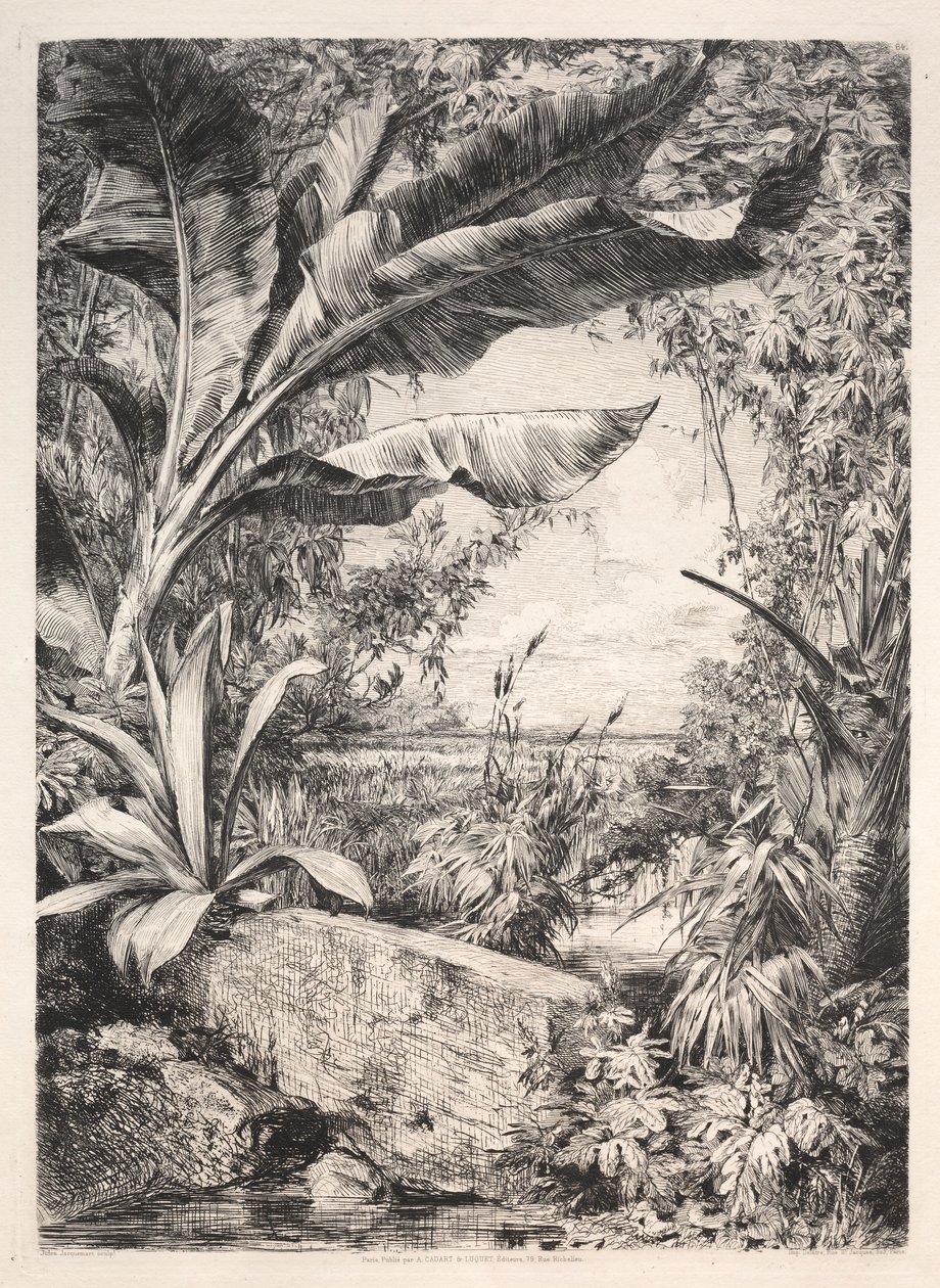 Plants of the Greenhouse, 1872 by Jules Ferdinand Jacquemart