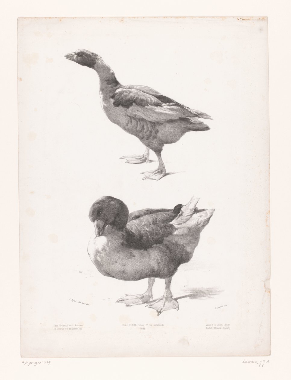 Study of a Goose and a Duck by Jules Joseph Augustin Laurens