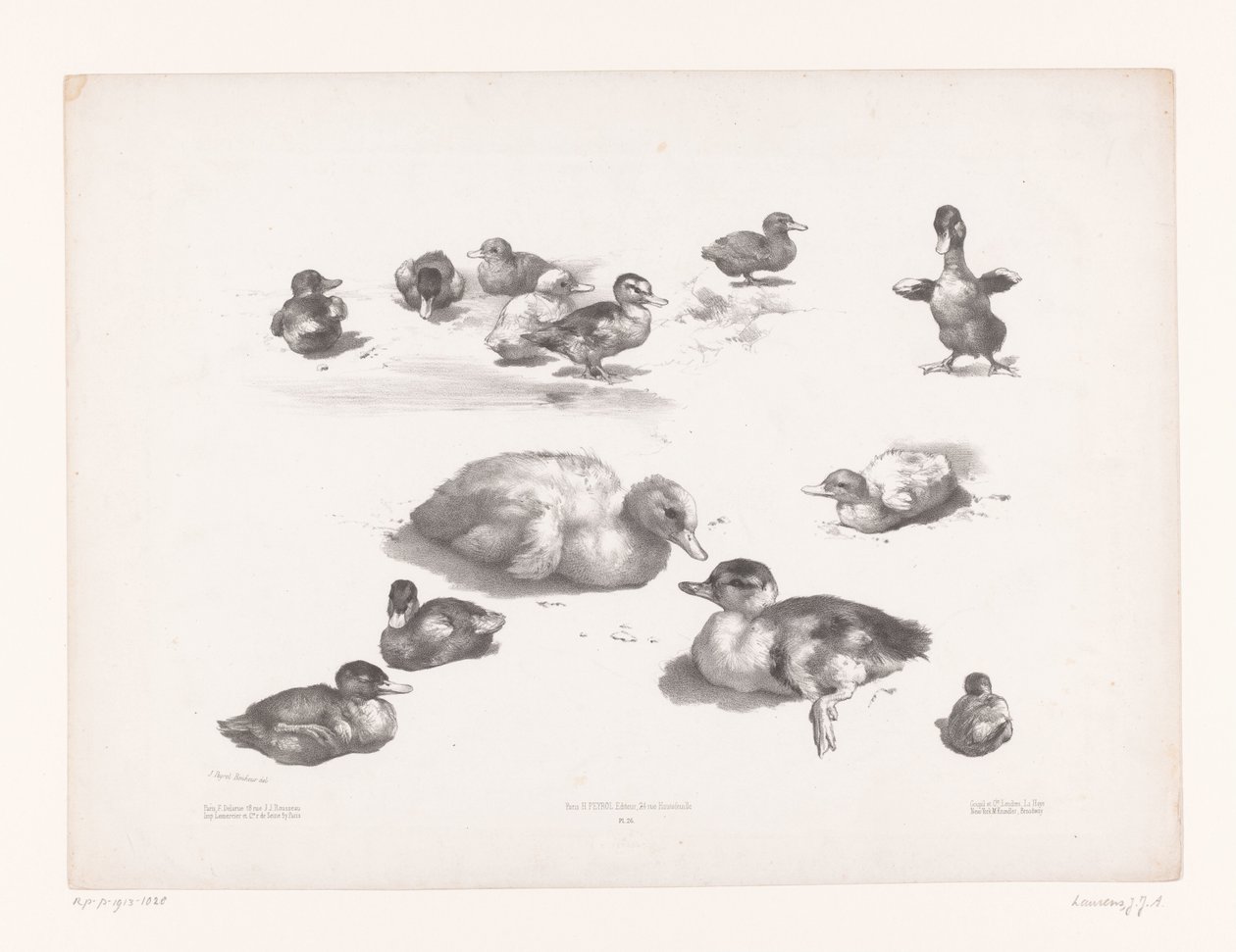 Studies of Ducks and Ducklings (Animal Studies) by Jules Joseph Augustin Laurens