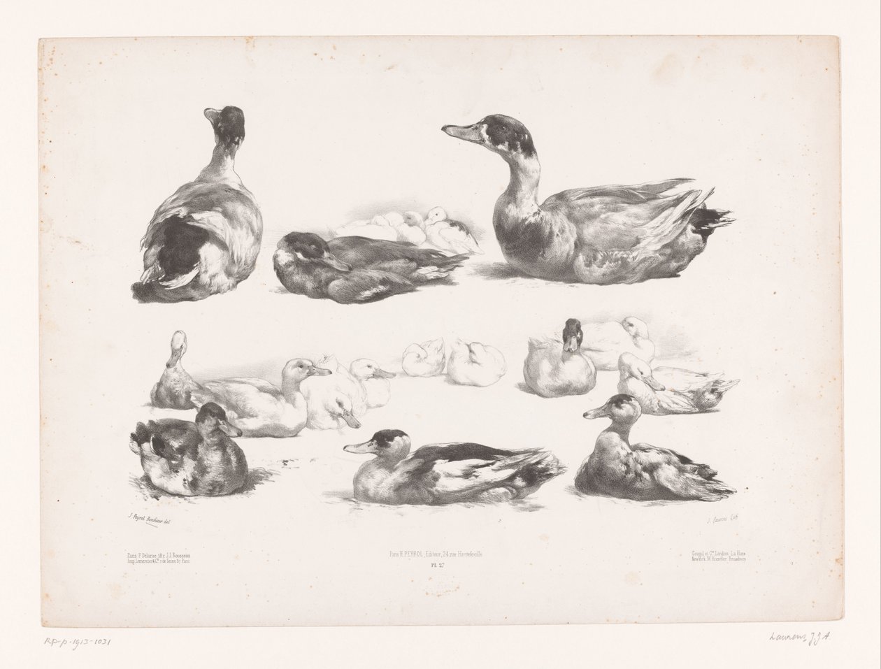 Studies of Groups of Lying Ducks by Jules Joseph Augustin Laurens