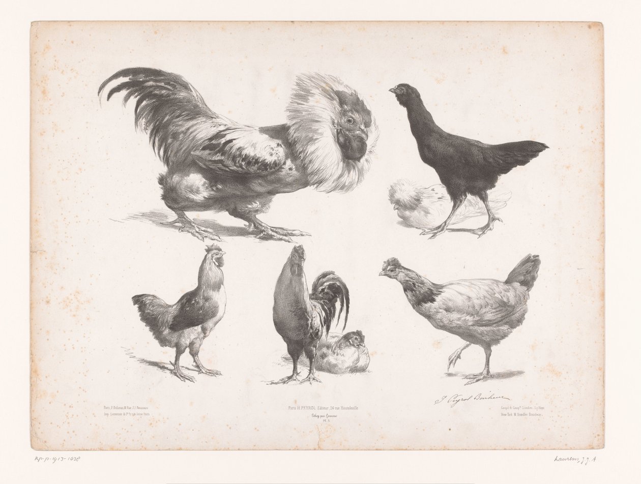 Studies of Various Types of Chickens by Jules Joseph Augustin Laurens