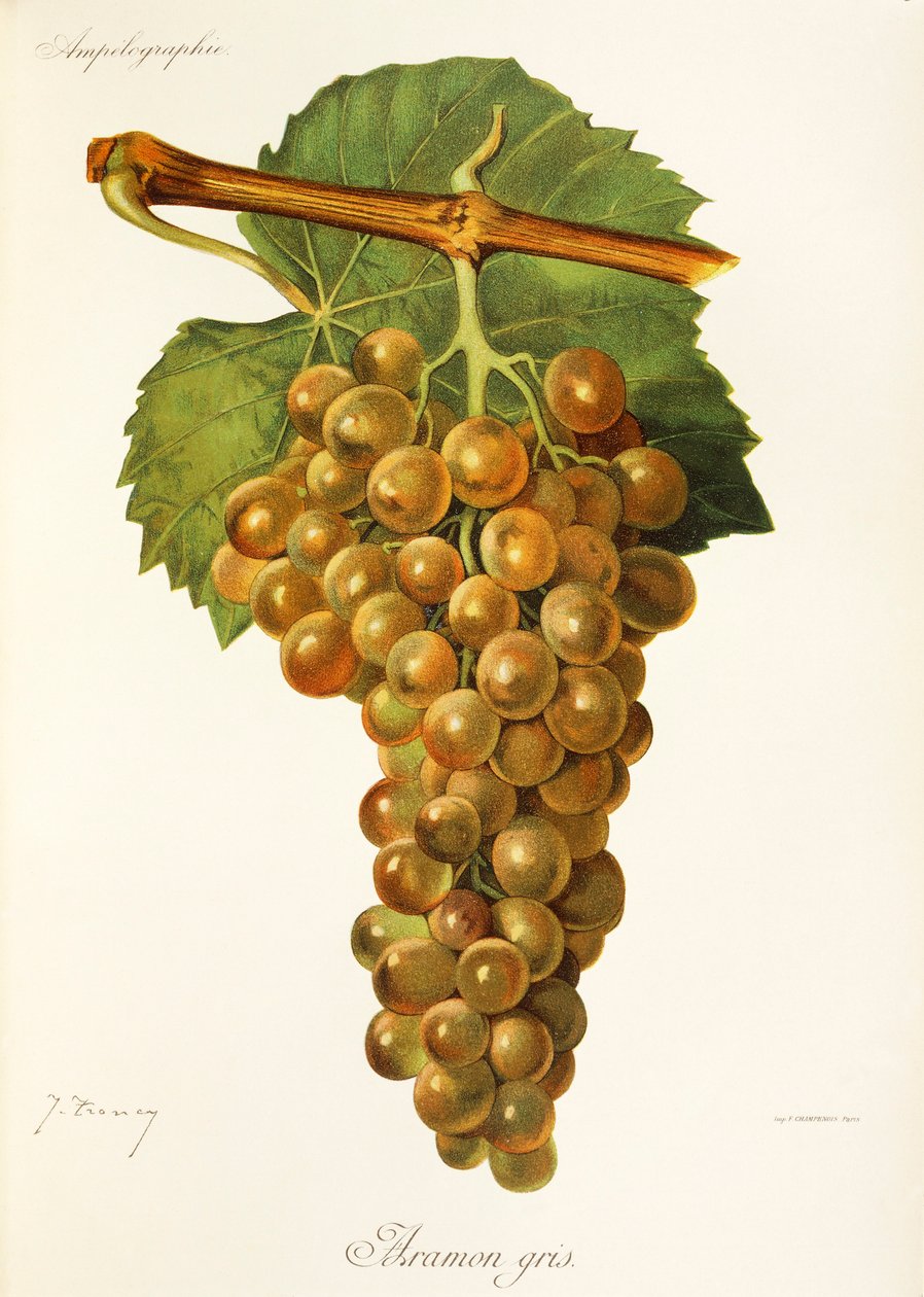 Aramon Gris grape by Jules Troncy