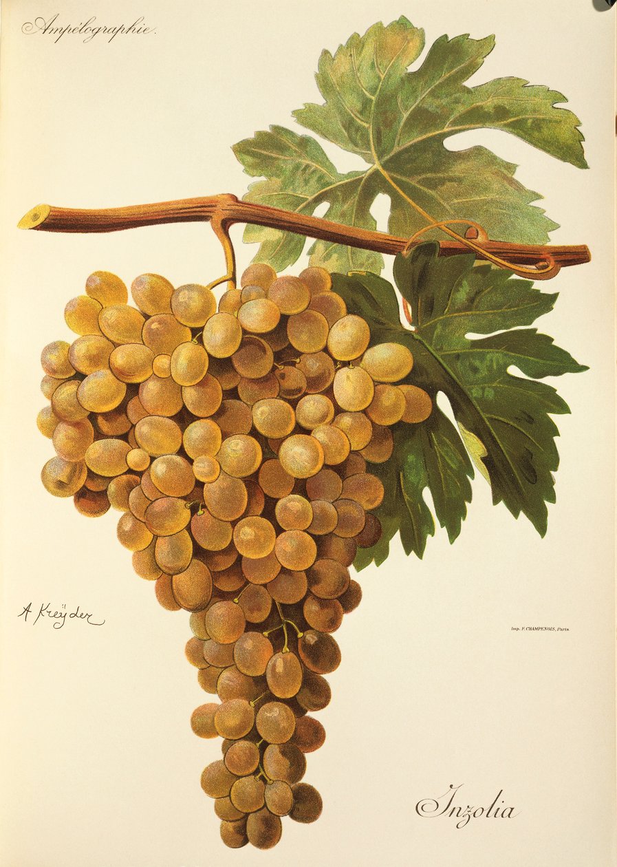 Aspiran grape by Jules Troncy