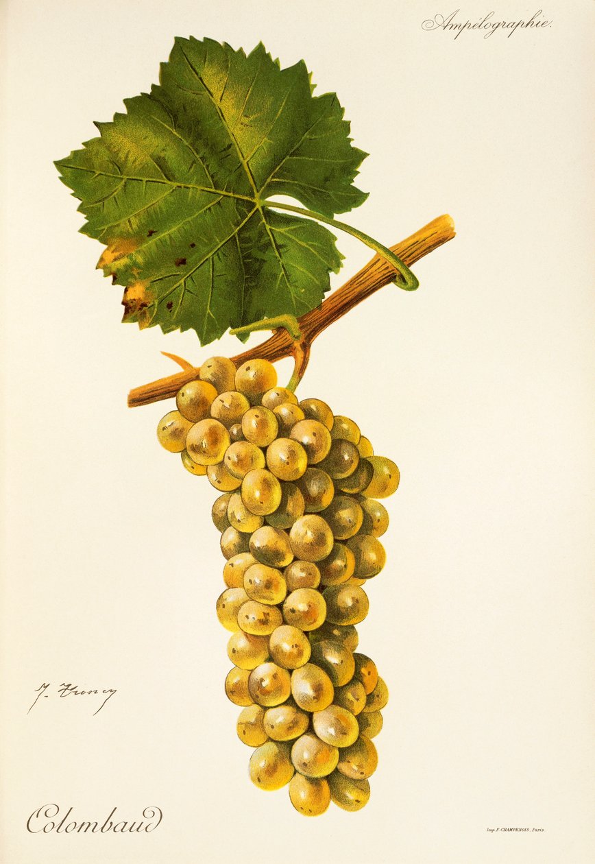 Colombaud grape by Jules Troncy