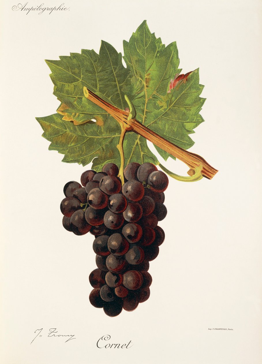 Cornet Grape by Jules Troncy