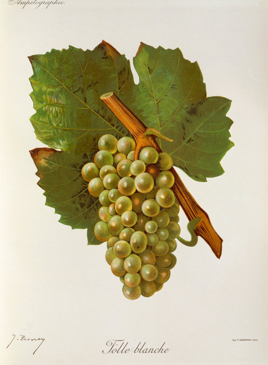 Folle Blanche Grape by Jules Troncy