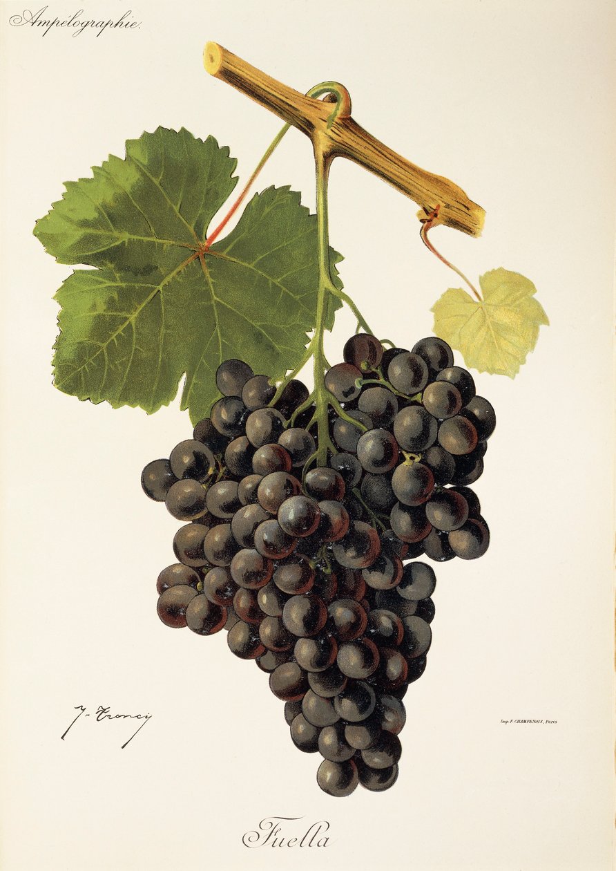 Fuella Grape by Jules Troncy