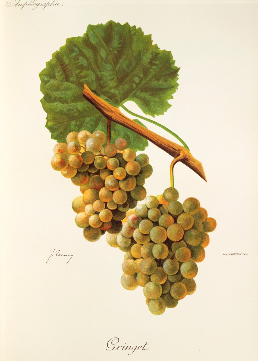Gringet grape by Jules Troncy