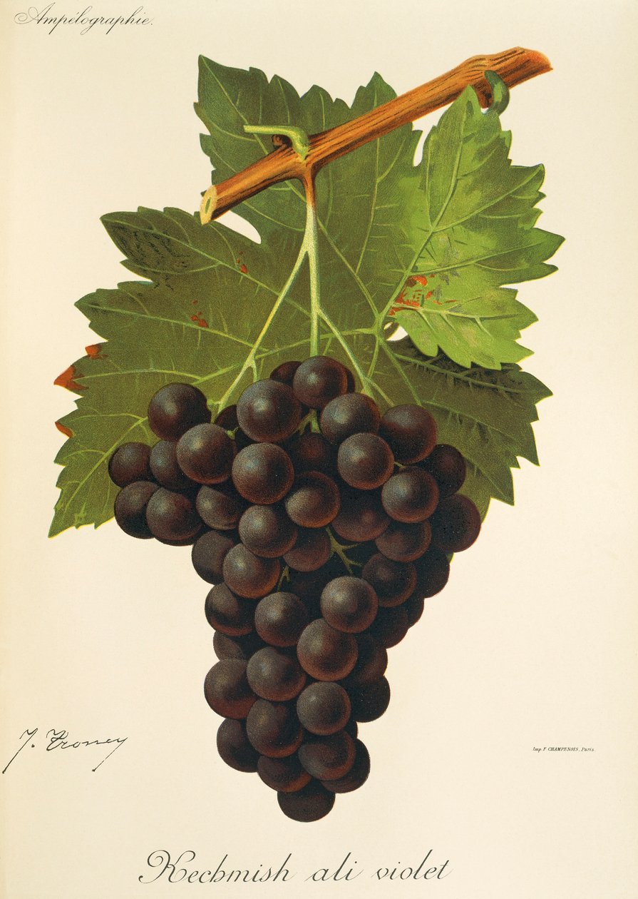 Kechmish Ali Violet Grape by Jules Troncy
