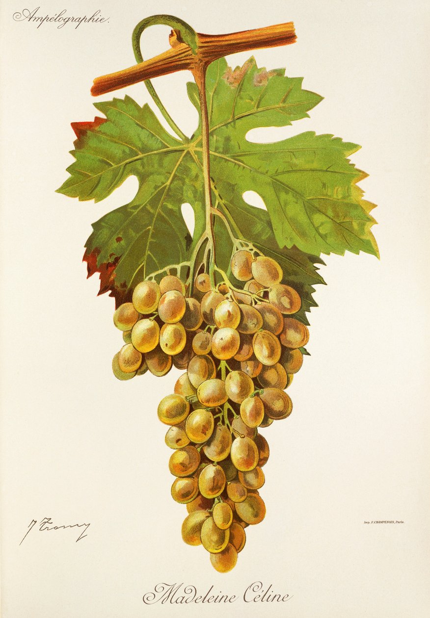 Madeleine Celine grape by Jules Troncy
