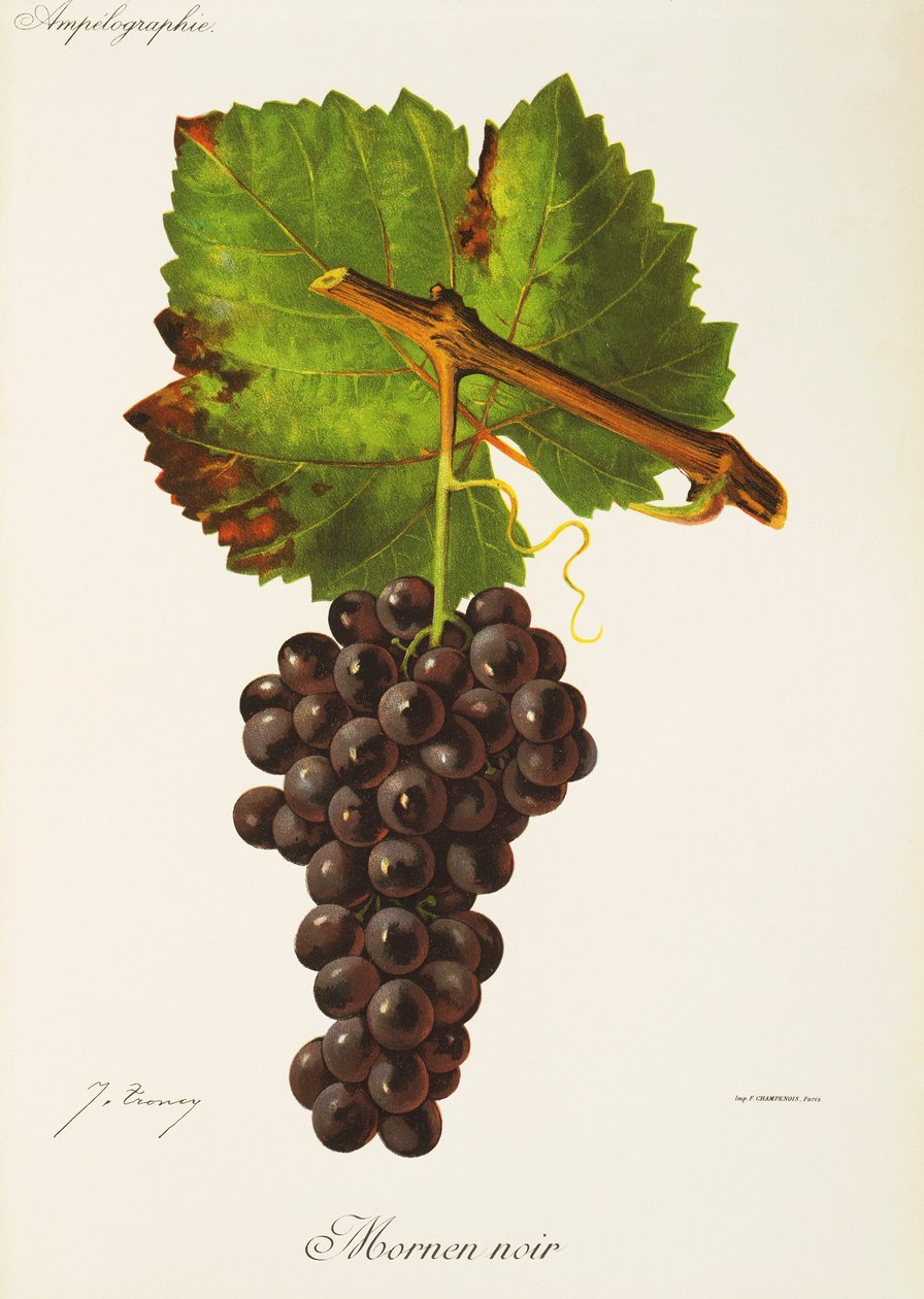 Mornen Noir Grape by Jules Troncy
