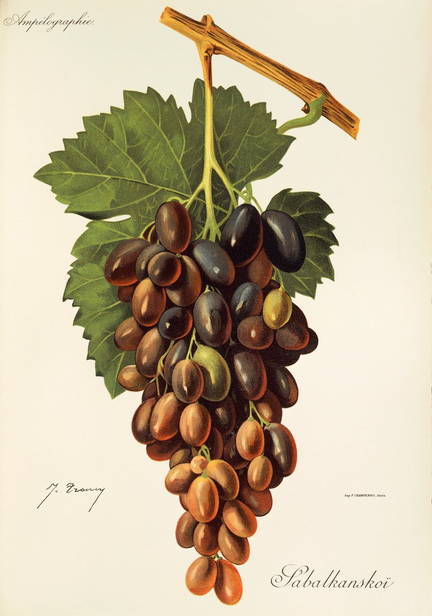 Sabalkanskoi Grape by Jules Troncy