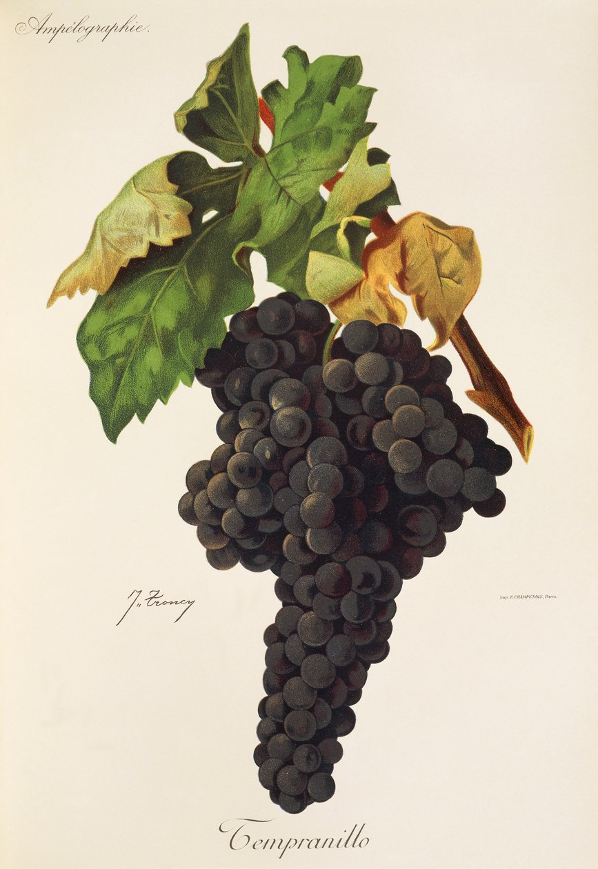 Tempranillo Grape by Jules Troncy