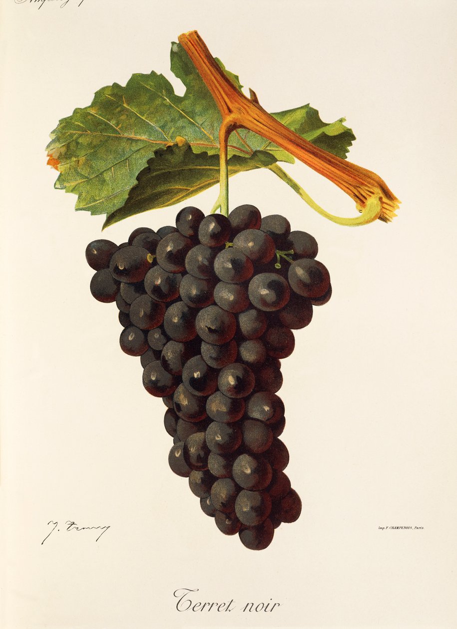 Terret Noir grape by Jules Troncy: Premium art reproduction