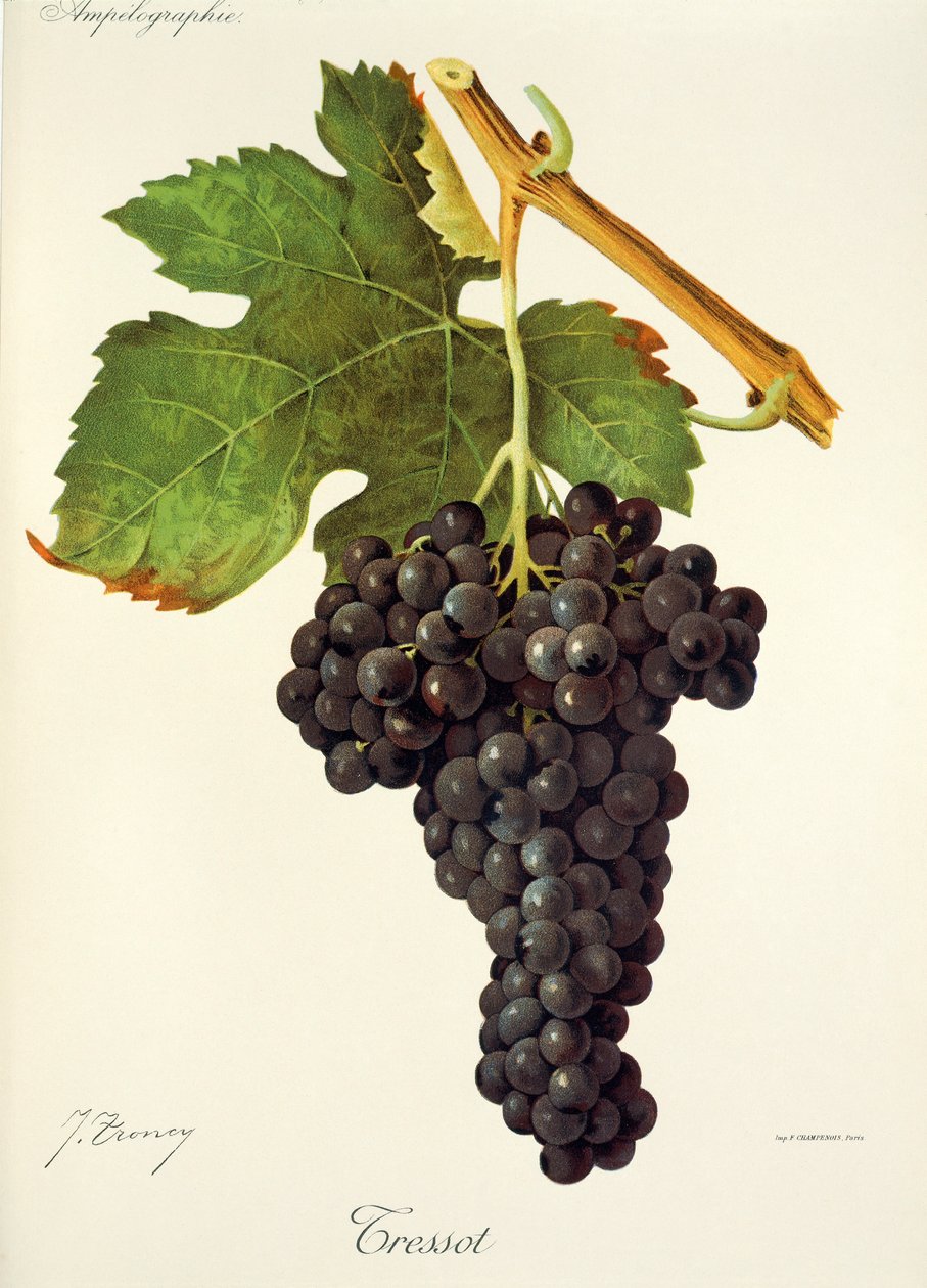 Tressot Grape by Jules Troncy