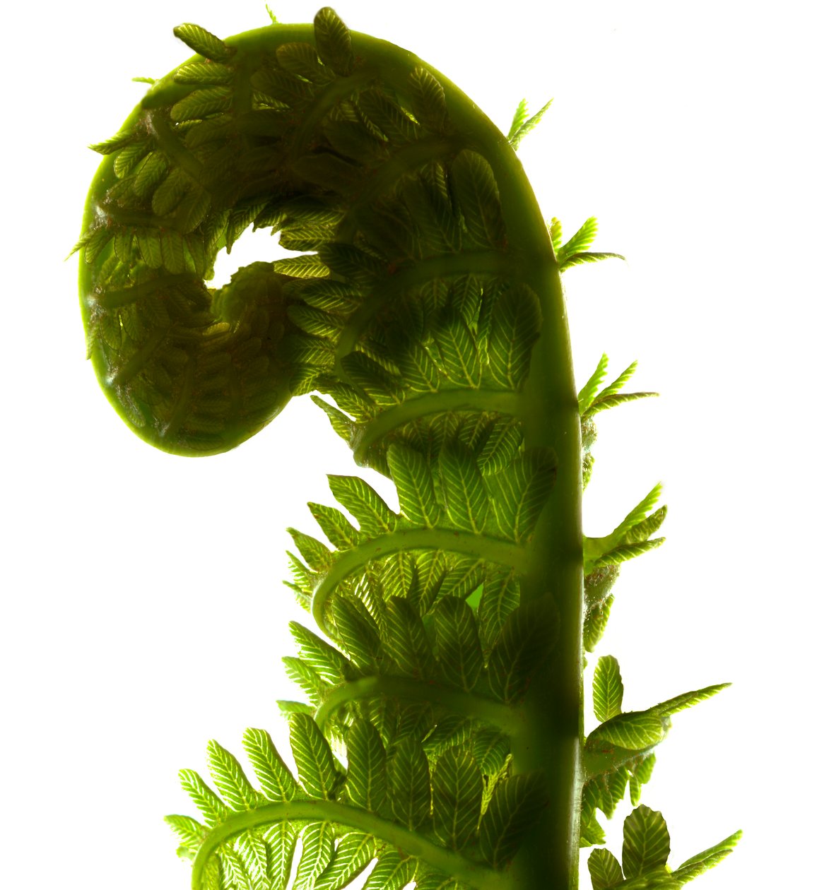 Fern Curve, 2009 by Julia McLemore
