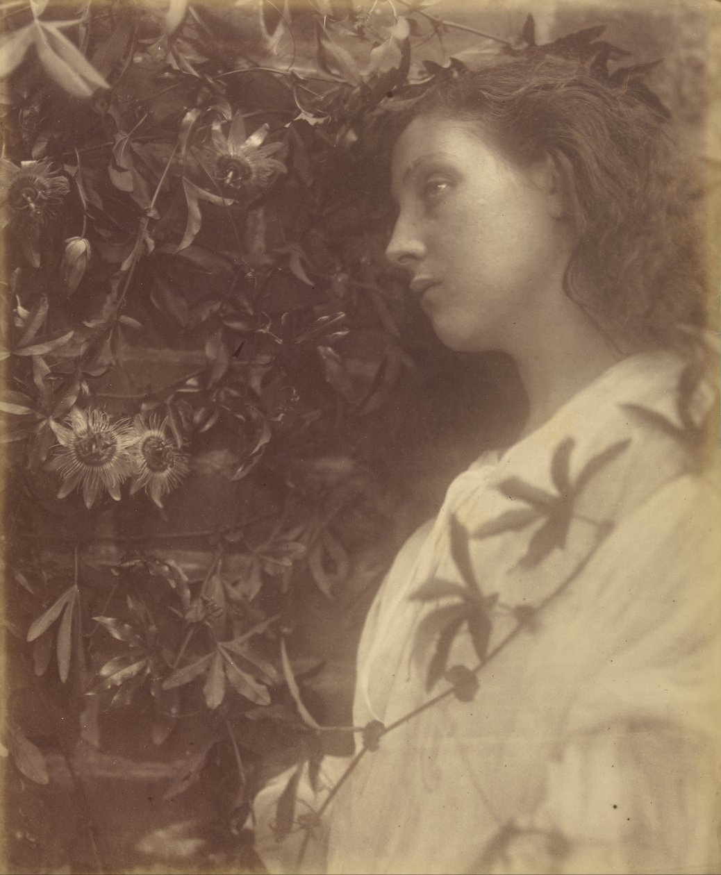 Maud There has Fallen a Splendid Tear From the Passion Flower at the Gate by Julia Margaret Cameron