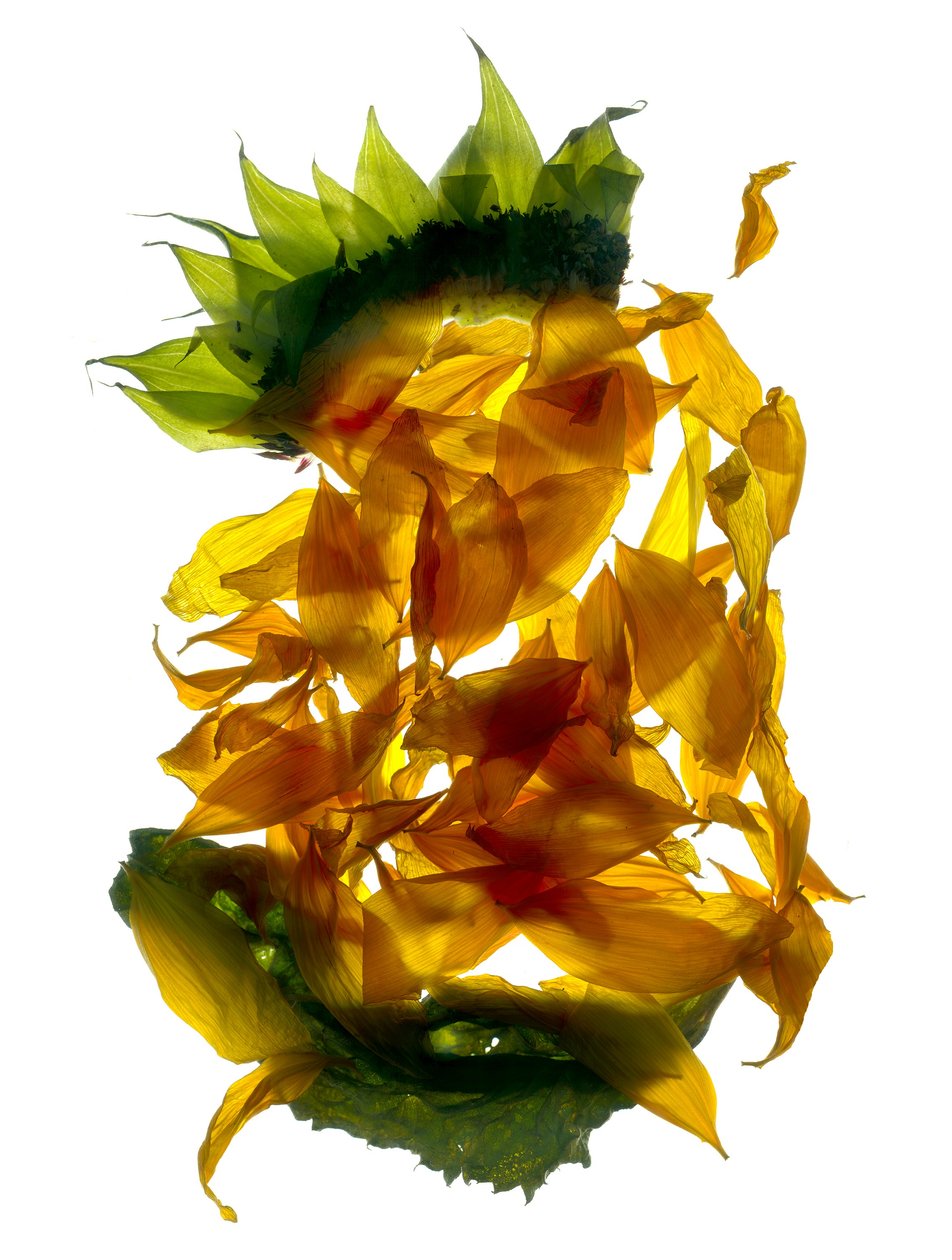Chiquita Sunflower by Julia McLemore