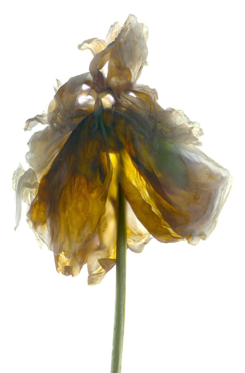 Peony Stand White by Julia McLemore