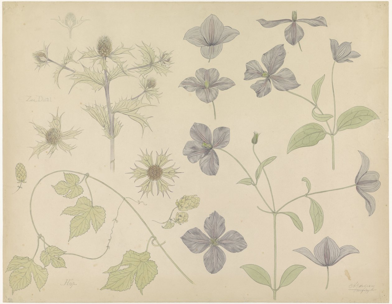 Study Sheet with Sea Holly, Hops, and Clematis by Julie de Graag