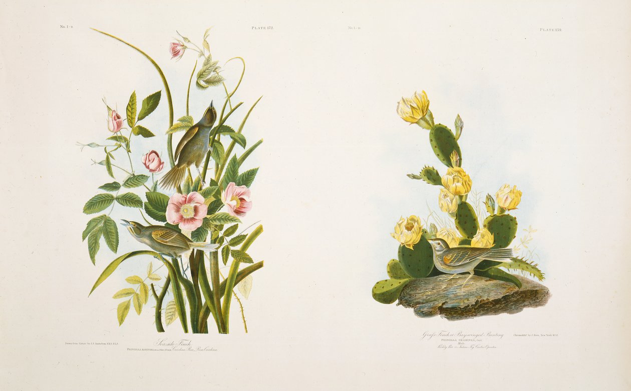 Seaside Finch/Grass Finch, or Bay-Winged Bunting, after J.J. Audubon