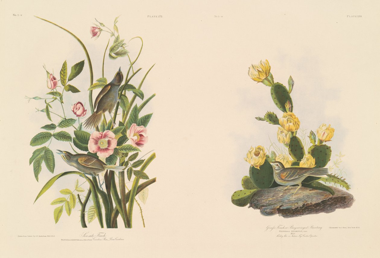 Seaside Finch; and Grafs Finch or Bay-Winged Bunting by Julius Bien after John James Audubon