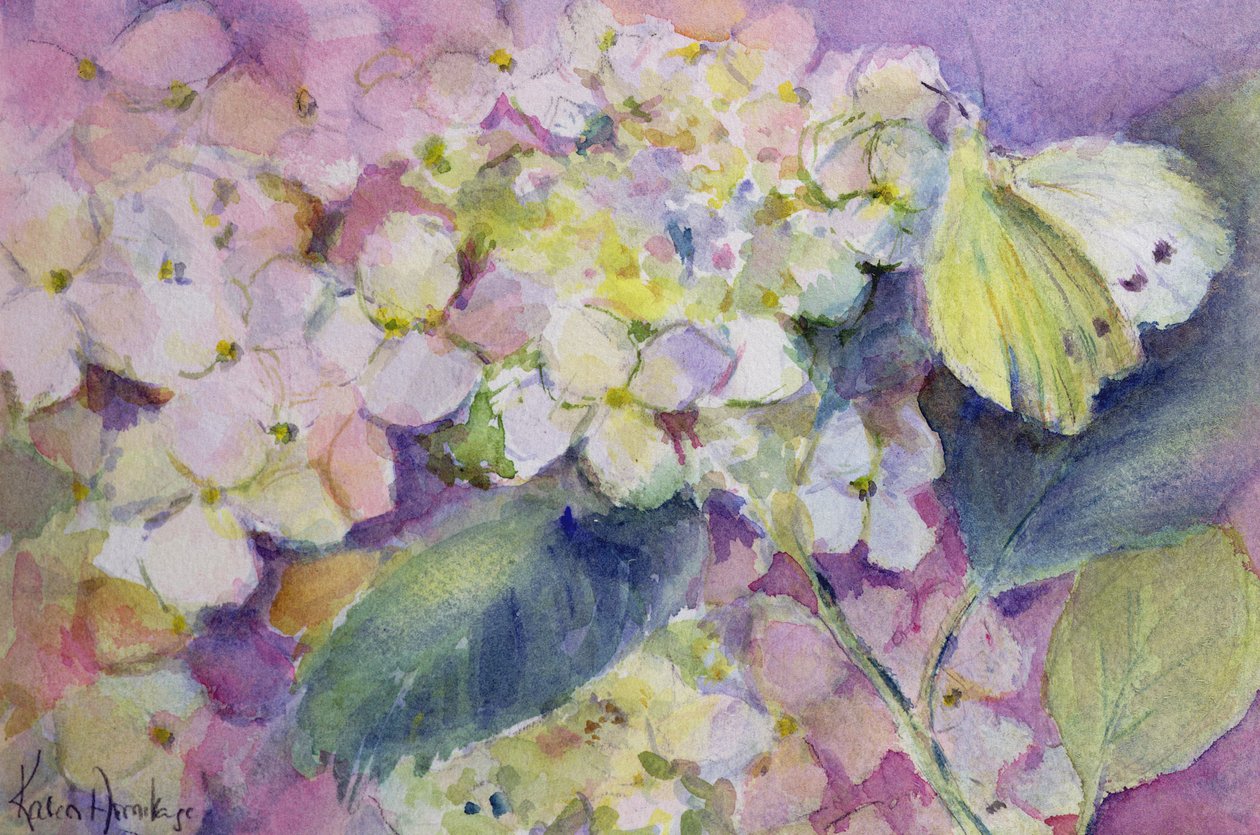 Pale Clouded Yellow Butterfly, Colias Hyale on Hydrangea by Karen Armitage