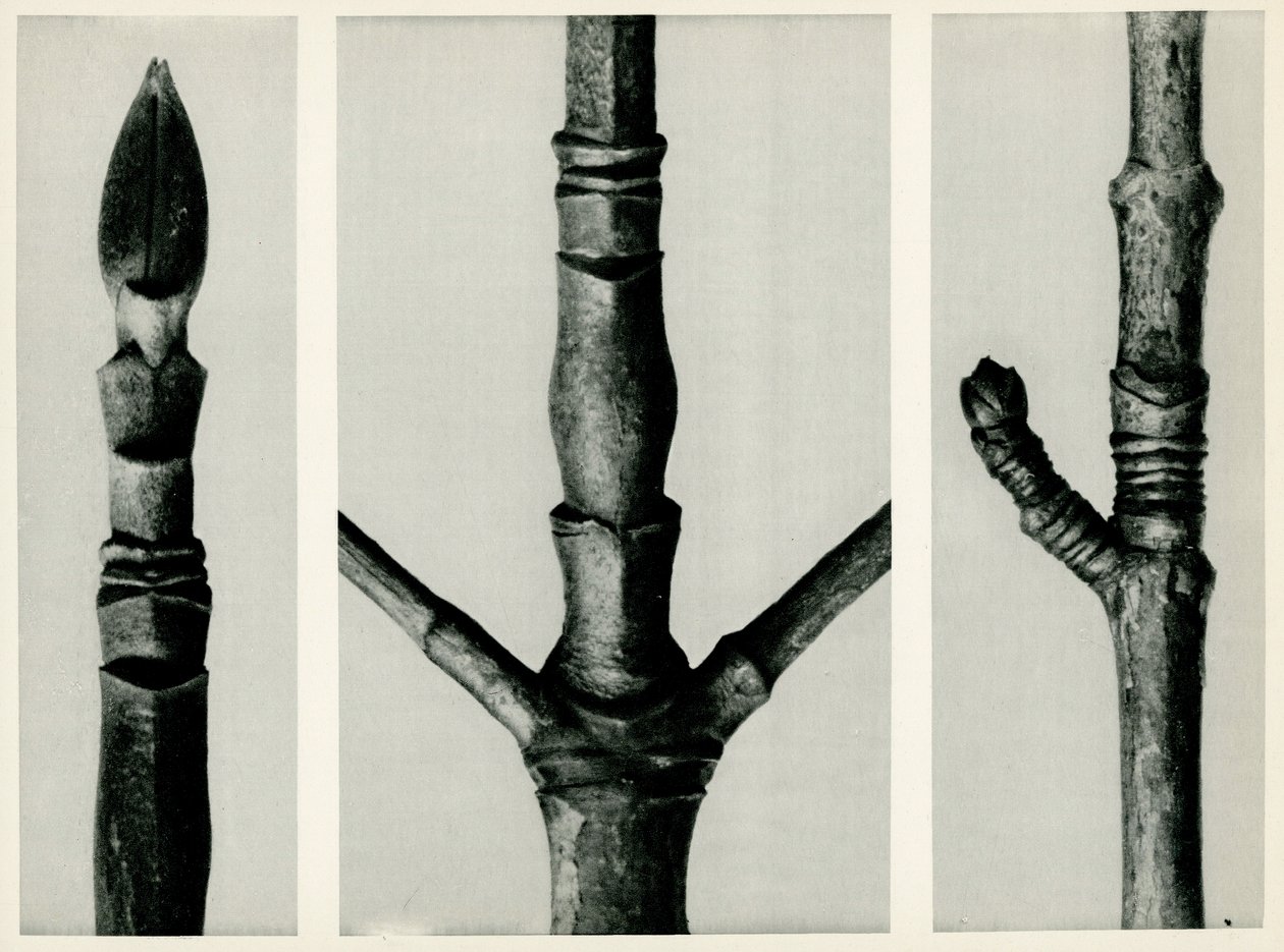 Cornus Nuttalli by Karl Blossfeldt