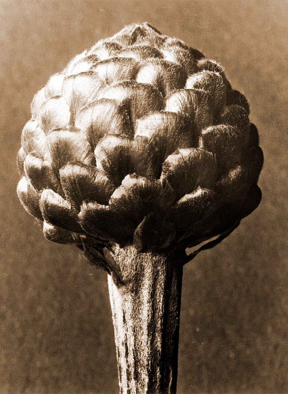Cynara cardunculus 1929 by Karl Blossfeldt