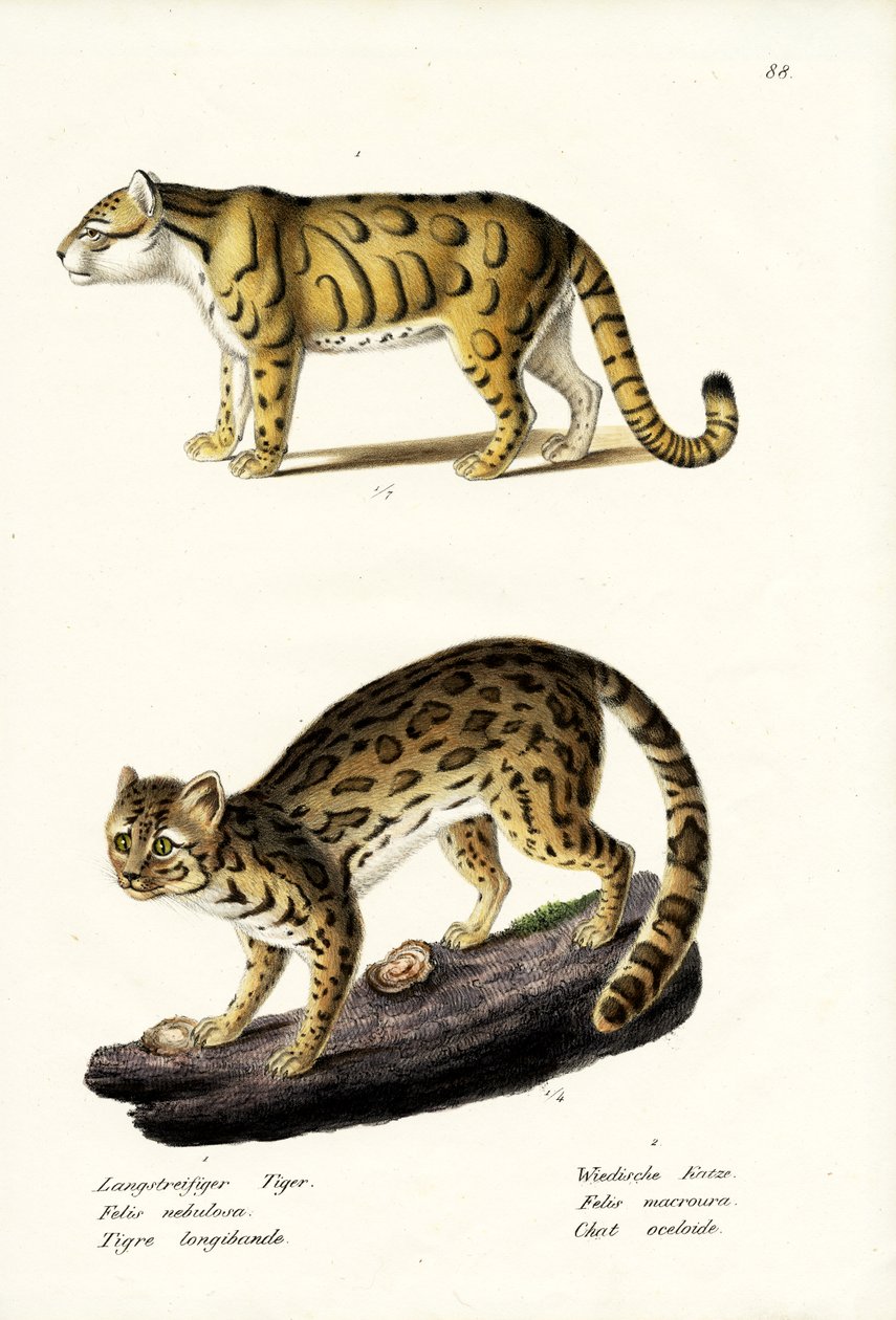 Clouded Leopard, 1824 by Karl Joseph Brodtmann