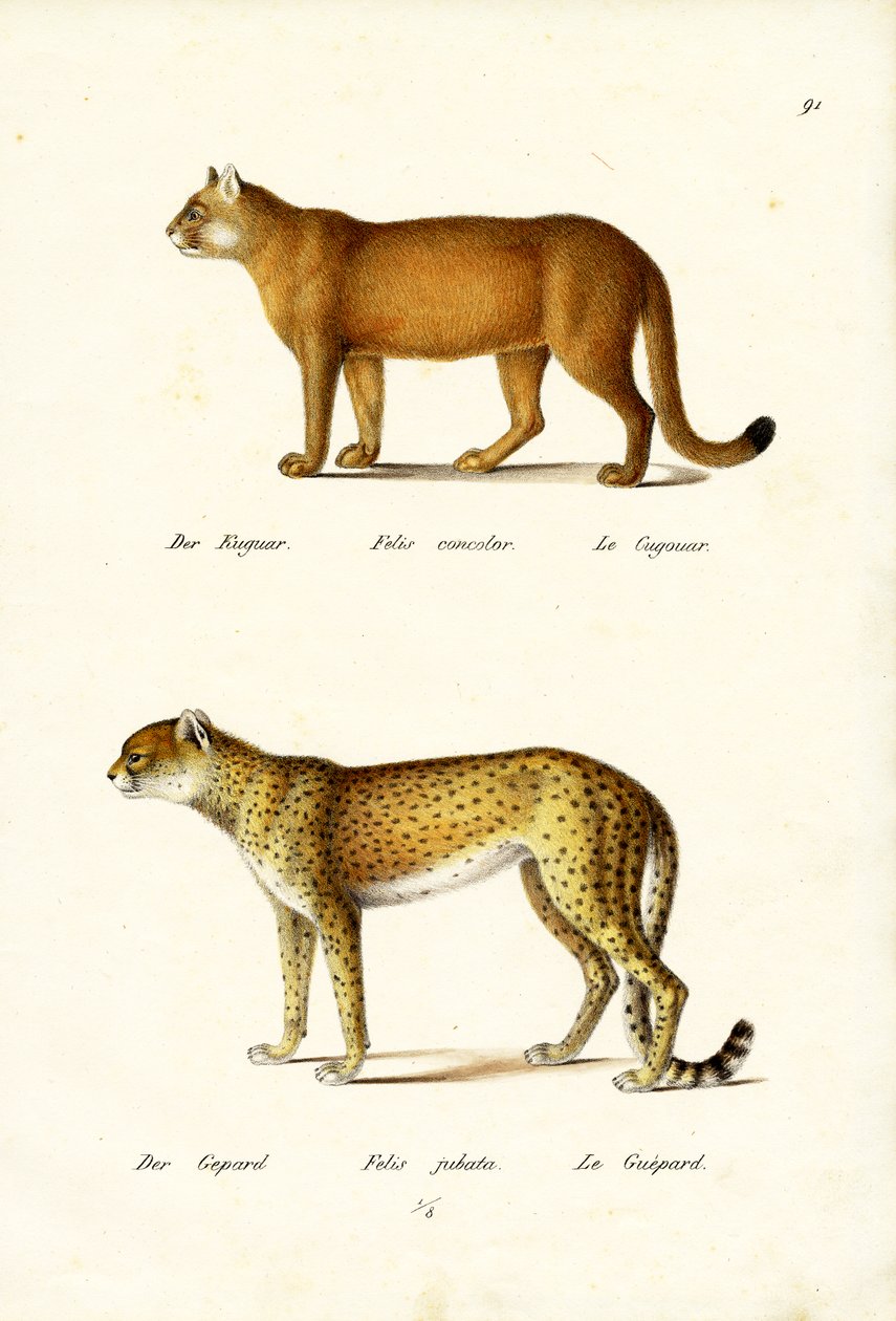 Cougar, 1824 by Karl Joseph Brodtmann
