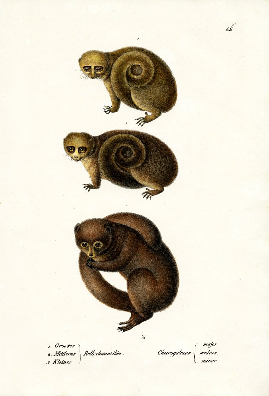 Dwarf Lemur, 1824 by Karl Joseph Brodtmann
