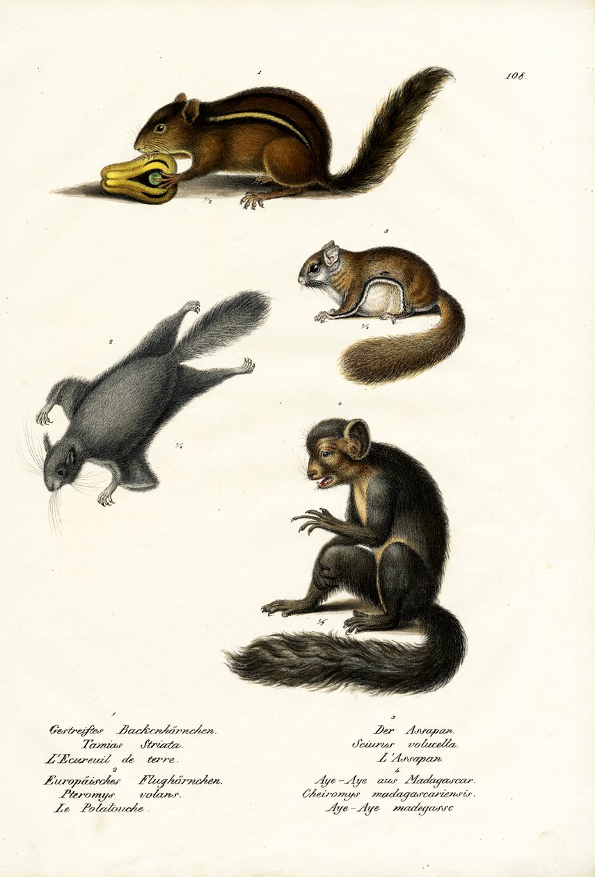 Eastern Chipmunk, 1824 by Karl Joseph Brodtmann