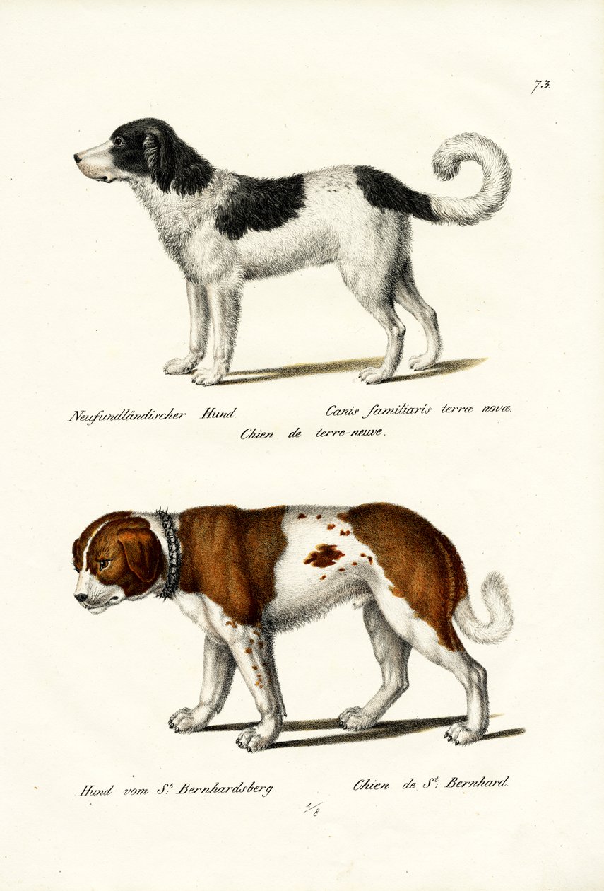 Newfoundland Dog, 1824 by Karl Joseph Brodtmann